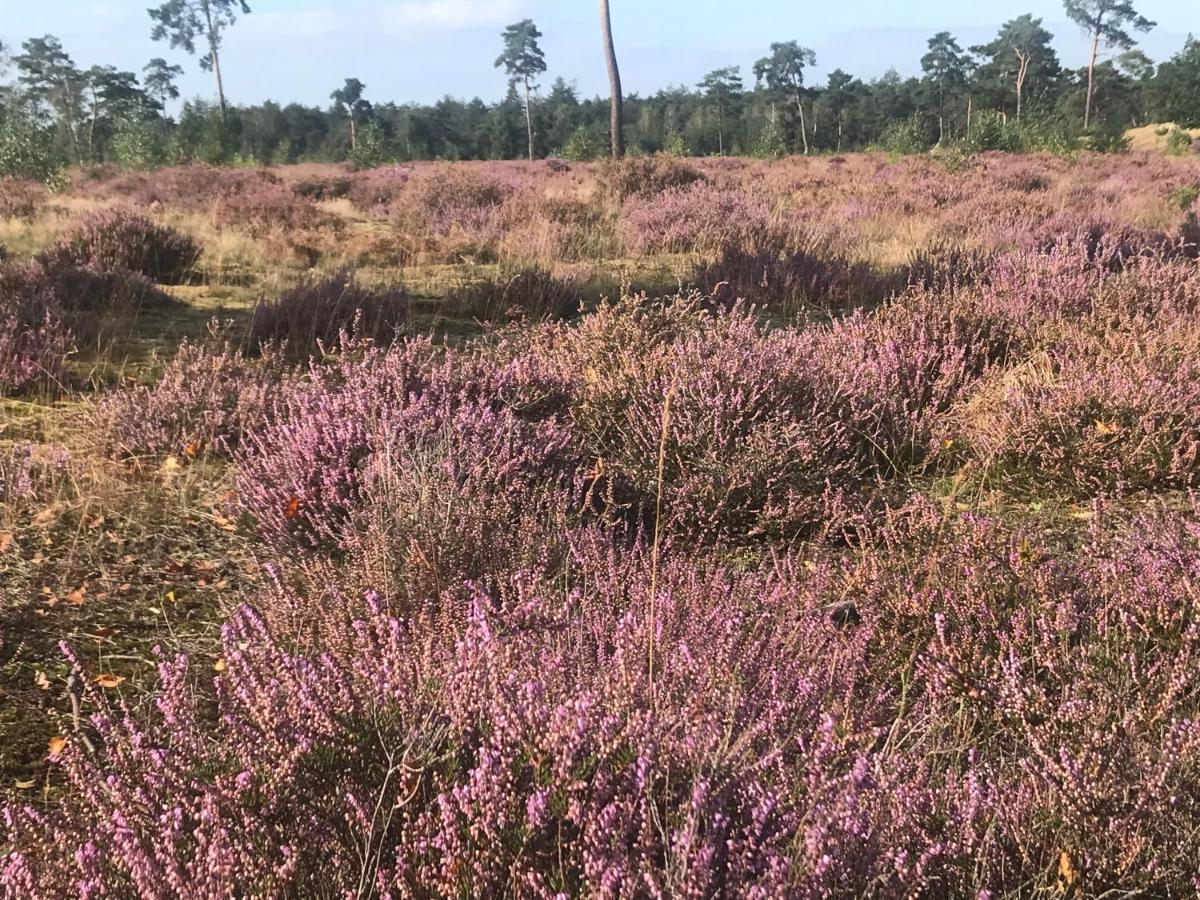 Boshuisje Veluwe Mels Place Doornspijk Zewnętrze zdjęcie